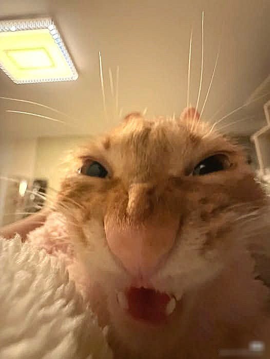 an evil orange cat laughing